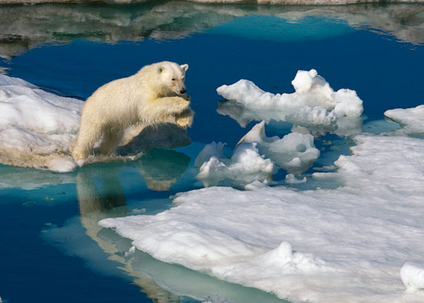 Uno de los Osos Polares de Svalvard (Spitsbergen) CRUCEROS SPITSBERGEN NORUEGA CRUCEROS CABO NORTE CRUCEROS CIRCULO POLAR ARTICO CRUCEROS EXPLORACION ZONAS POLARES CRUCEROS SVALVARD CRUCEROS SPITSBERGEN NORWAY CRUISES OSOS POLARES POLAR BEARS