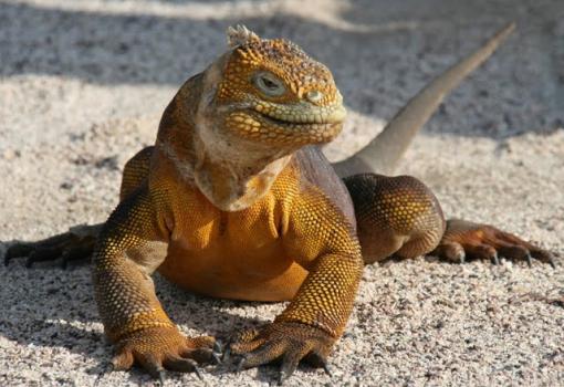 Las iguanas son las reinas de las islas