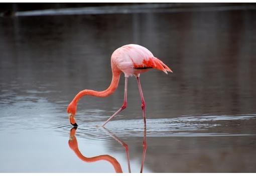 veremos animales de soberbia belleza en su entorno natural
