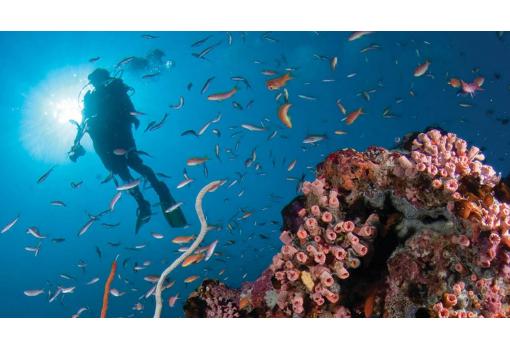Maravillosas inmersiones por uno de los mares mas bellos
