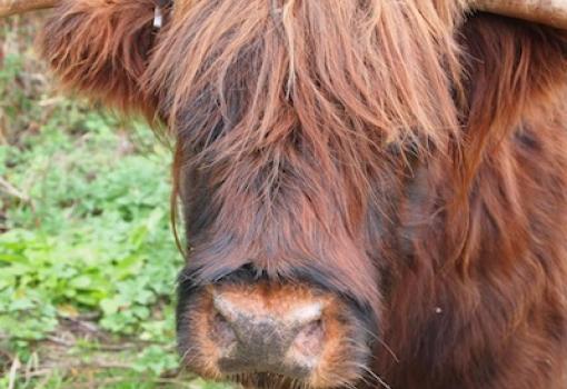 Vaca Escocesa
