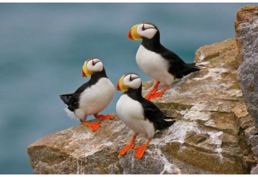 Descubriremos la riqueza de la Fauna en remotas regiones