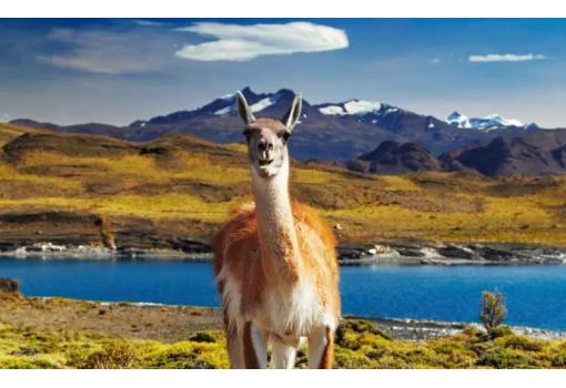 Guacanaco en las Torres del Paine en Chile