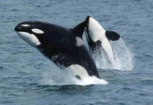 Orca marcando su territorio