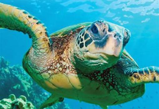 en tierra nos esperan animales extraordinarios (galápago)