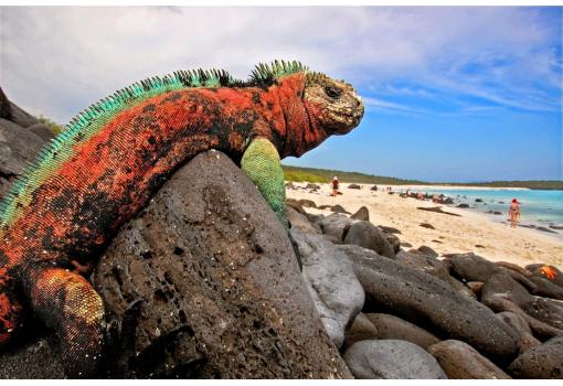 Iguanas de mil colores