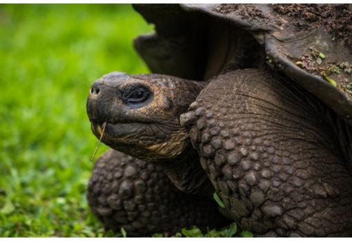Tortugas gigantes