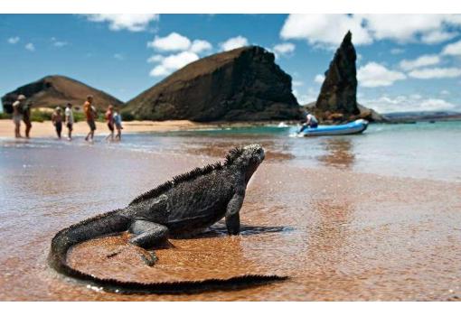 Iguanas a pie de playa