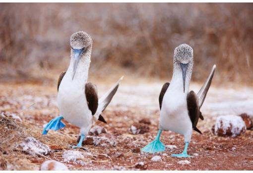 Aves paseando por las laderas