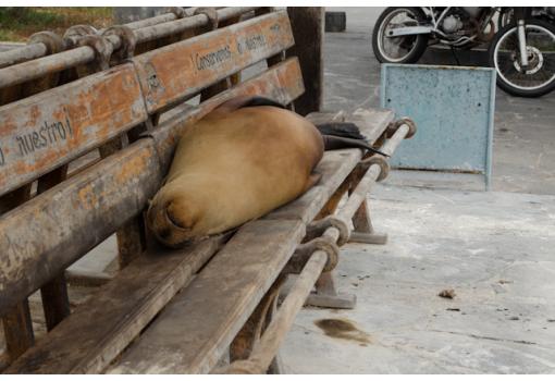 Los animales están esperándole pacientemente... ;)