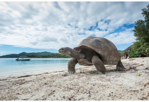 Tortuga gigante en una playa de Seychelles