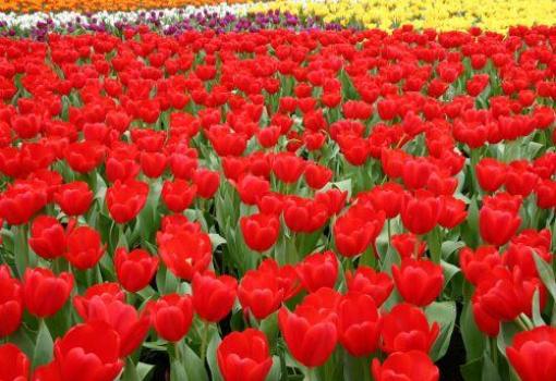 Recorreremos campos floridos de Tulipanes