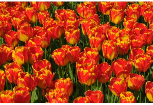 Disfrutaremos del esplendor de la Primavera en Holanda