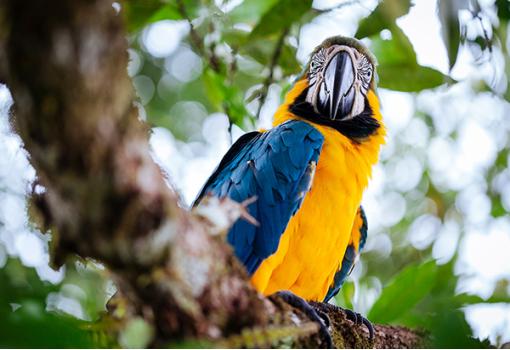 Podremos fotografiar la colorida fauna 